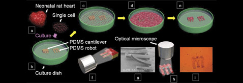 Схема процесса изготовления гибридного микроробота: a) отдельные клетки извлекаются из сердца новорождённой крысы; b) каркас из PDMS подготавливается к высадке клеток; c) каркас помещается в чашку Петри с культивируемыми клетками; d) кардиомиоциты заполняют чашку и через несколько десятков часов культивирования начинают сокращаться синхронно; e) каркас робота переносят в другую чашку для проверки сокращений клеток; f-i) при помощи различных микроскопов проверяется работоспособность конечного продукта (иллюстрация Sukho Park et al.).
