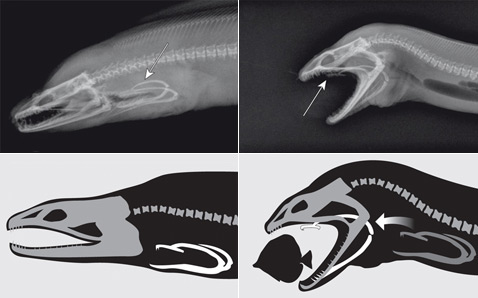 До момента поимки еды задние челюсти находятся глубоко в глотке, но когда съестное уже близко, они придвигаются почти к передним (фото R. S. Mehta, P. C Wainwright, иллюстрация Jonathon Rivait/National Post/Discovery Channel).