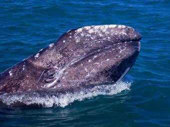 Серый кит. Фото с сайта stanford.edu.