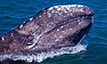 Возрождение серого кита оказалось лишь продолжением вымирания