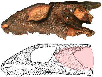 Череп рептилии Bashkyroleter mesensis. Розовым (внизу) отмечена реконструкция барабанной перепонки. Изображение с сайта plos.org.