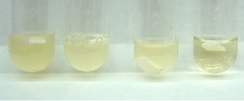 Три колбы с мутноватой водой демонстрируют бурный рост числа бактерий, в то время как в четвёртой колбе, где плавает кусочек материала с новым покрытием, бактерий практически нет (фото University of Southern Mississippi).