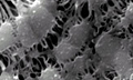 Новое полимерное покрытие убивает бактерии