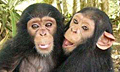 Шимпанзе воруют ради любви