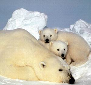 Две трети полярных медведей исчезнет к 2050 году