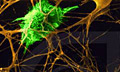 Биоинженеры перехватили послание нейронов, занятых визуализацией реальности