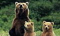 Где-то на белом свете: раскрыта тайна почесывания медведей о деревья