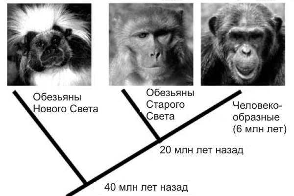 Три вида обезьян, принявших участие в эксперименте (слева направо): тамарин (Sanguinus oedipus), макак резус (Macaca mulatta) и шимпанзе (Pan). Рис. из обсуждаемой статьи в Science
