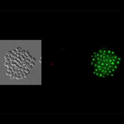 Культура модифицированных клеток реагирует на присутствие определённого вещества. Сначала активируется один ген (это отражается красной флуоресценцией специального красителя), затем — второй (зелёное свечение) (кадр Silver Lab).