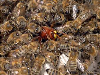 Пчелы душат шершня. Фото с сайта cnrs.fr.