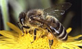 У пчел обнаружили тактику коллективного удушения врагов