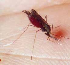 Комары страдают от малярии, утверждают ученые