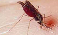 Комары страдают от малярии, утверждают ученые
