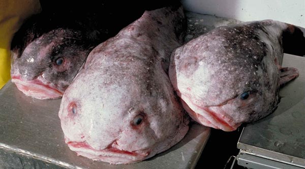 Бычок-психролют (Psychrolutes phrictus), или рыба-капля, — не мутант и не урод, а одно из чудес природы. Голый, студенистый, с глазами-пуговками, он удивляет не только своим внешним видом, но и повадками. Ещё в 2005 году ученые обнаружили рядом с побережьем Северной Калифорнии подводный «детский сад», где рыбы-капли и осьминоги бок о бок охраняли свое потомство.Фото: NOAA via Рыбалка онлайн.