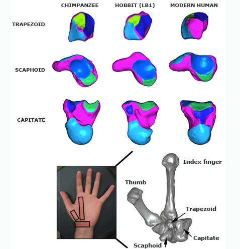 Сравнение некоторых костей запястья шимпанзе, 