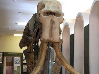 Скелет ископаемого южного слона. Фото с сайта museum.ru