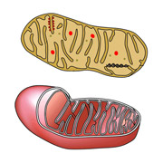 Схема митохондрии. Она оказалась одним из ключей к долголетию клетки, а значит, и организма (иллюстрация с сайта allrefer.com).