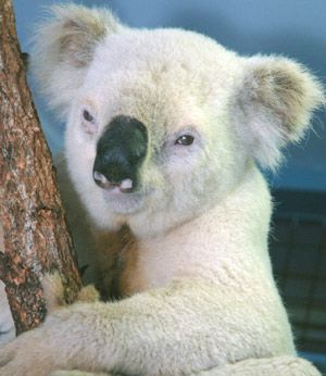 В Австралии нашли редкого белого коалу