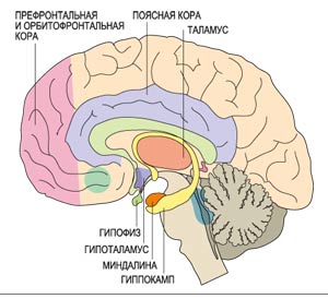 Некоторые зоны мозга, возбуждаемые при прослушивании музыки.