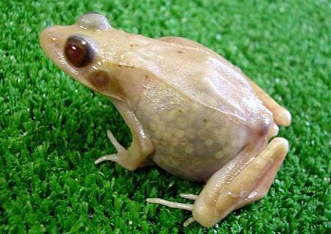 Ученые Хиросимы создали прозрачную лягушку