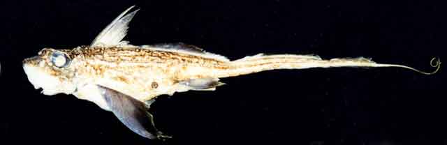 Доисторическая рыба-крыса-альбинос случайно попала в руки ученых
