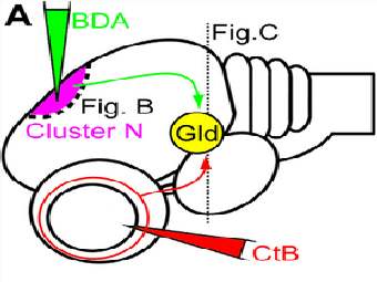 Схематическое изображение эксперимента: введение маркера BDA (зеленым) в кластер N (фиолетовым), введение маркера CtB (красным) в сетчатку глаза, движение маркеров (стрелочками), непосредственный контакт маркеров в таламусе (желтым). Иллюстрация из статьи в журнале PLoS ONE.