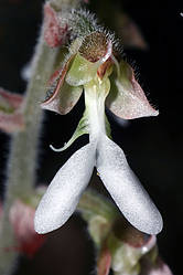 Один из пяти новых видов орхидей. Фото © Leonid Averyanov / WWF Greater Mekong