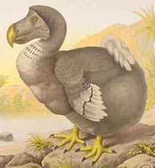 Дронт (Dodo) (до конца XVII века)