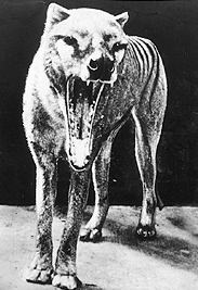 Тасманский волк (Thylacine) (до 1936 года)