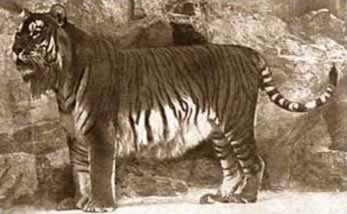  Туранский тигр (Caspian tiger) (до 1968) 