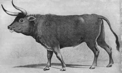 Тур, или первобытный бык (Aurochs) (до 1627 года)