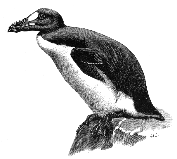 Бескрылая гагарка (Great Auk) (до 1844)