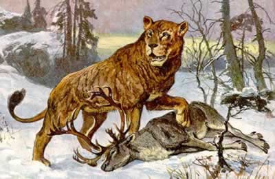 Европейский лев (Cave Lion) (вымер около 2000 лет назад)