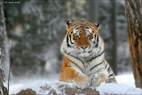 Амурский тигр. Фото Сергея Бельского (Sergei Belski) с сайта www.photosight.ru