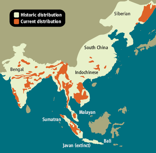 Распределение тигра в Юго-Восточной Азии. Белым цветом показан ареал этого вида в прошлом. Оранжевым выделены участки, где тигр еще встречается сейчас. Надписи — названия подвидов. Из статьи Вирджинии Морелл в Science.