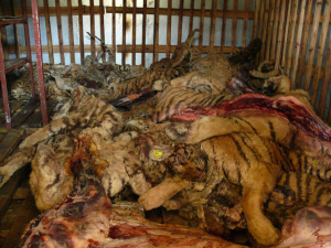 То, что не видят туристы: туши тигров, сваленные в кучу на одной из китайских «тигриных ферм». Из них сделают «лекарство»! Фото с сайта www.tigrisfoundation.nl