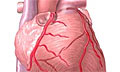 Болезни сердца активизируют защиту организма