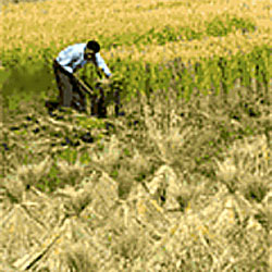 Рисовая плантация в провинции Чжецзян в наши дни. Уборка риса в неолите, видимо, осуществлялась точно так же, как и теперь (фото homepages.ucl.ac.uk).