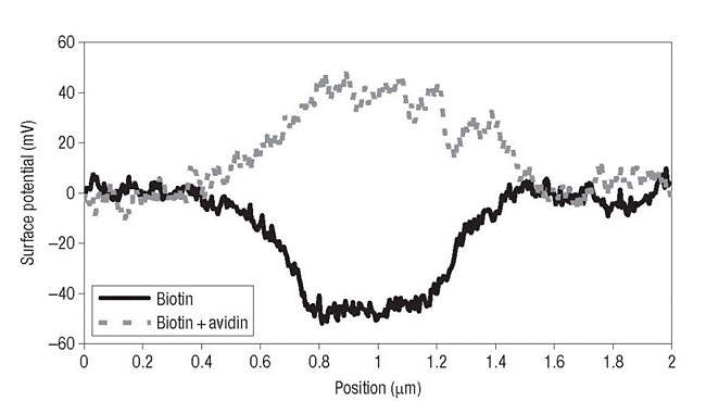 Изменение потенциала поверхности после добавления авидина четко показывает, что произошло связывание.