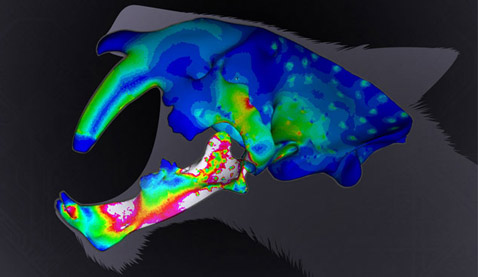 Цифровая реконструкция черепа саблезубой кошки (иллюстрация John Conway, PNAS).