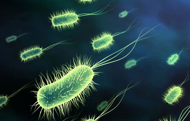 Бактерии-тунеядцы