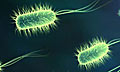 Бактерии-тунеядцы