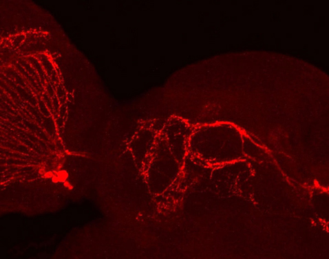 Фотография фрагмента нервной системы таракана, который исследователи условно назвали мозгом. Да-да, ни одной извилины. Зато тут можно увидеть подцвеченные красителем нервные клетки — это два десятка нейронов, соединяющих оптические нервы (слева) и центральный нервный узел (справа). Эти нейроны и отвечают у тараканов за циркадный ритм (фото Jennifer Rymer).