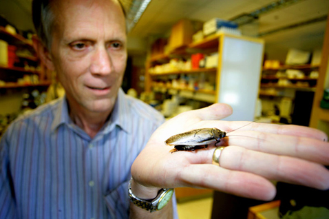Пейдж и самочка L. maderae. Учёный объяснил, почему он выбрал для работы этих существ, а не мышей, которых в лабораториях исследуют намного чаще. Тараканы, в отличие от них, совсем не кусаются — вот одна из главных причин (фото Daniel Dubois).