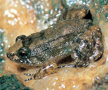 В названии Nyctibatrachus minimus, поясняют исследователи, отражён её ночной образ жизни (фото S.D. Biju et al.).