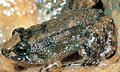 В Индии открыта микроскопическая лягушка