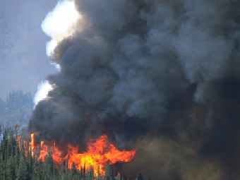 Лесной пожар. Фото Национального межведомственного пожарного центра США.