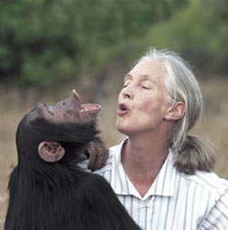 Воспитанники и воспитанницы знаменитой исследовательницы поведения шимпанзе Джейн Гудолл (Jane Goodall) во всем стараются ей подражать. Фото: Jane Goodall.