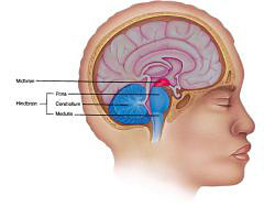 Структура мозга расскажет о характере человека