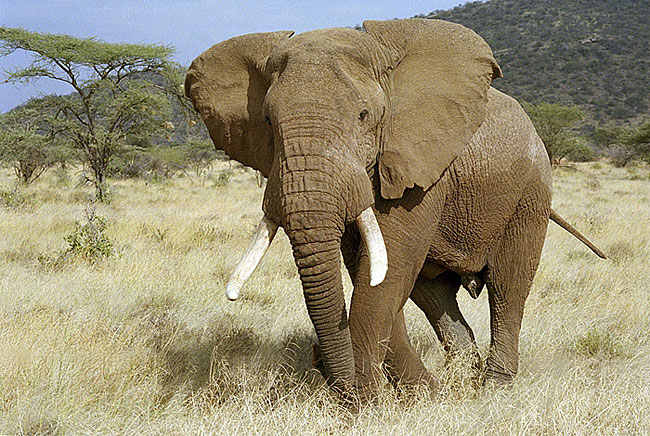 Самка слона убегает от жужжания рассерженных пчёл в заповеднике Самбуру (Samburu), Кения (фото Lucy King, University of Oxford).